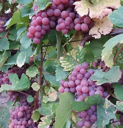 Appartement Au Coeur D'alsace *